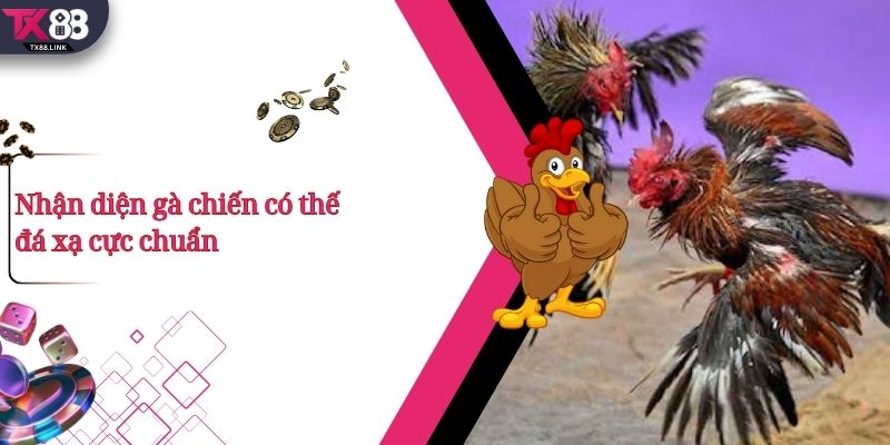 Nhận diện gà chiến có thế đá xạ cực chuẩn